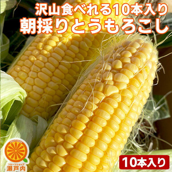 10本入り 朝採りとうもろこし 約3kg〜4kg【クール便送料無料(一部地域除く)】愛媛県産 スイートコーン 家庭用 食品ロス お取り寄せグルメ トウモロコシ バーベキュー BBQ キャンプ トウキビ 朝もぎ 新鮮 野菜 甘い おやつ デザート コロナ おうち時間応援 産地直送