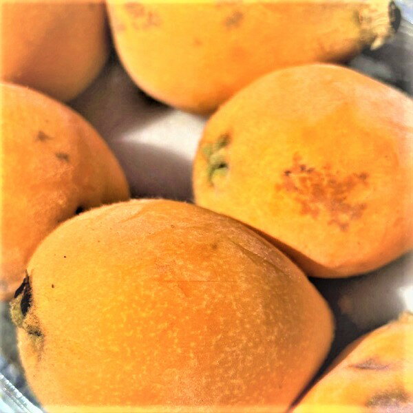 愛媛産 特に訳あり びわ 約1.0kg 【送料無料(一部地域除く)】不揃い 愛媛県産 枇杷 フルーツ 旬の果物 くだもの 家庭用 果実 青果 食品ロス おやつ デザート コロナ おうち時間応援 夏の味覚 産地直送のサムネイル