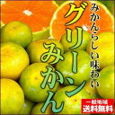 真夏に食べれる温州みかん♪訳ありハウスグリーンみかん2kg