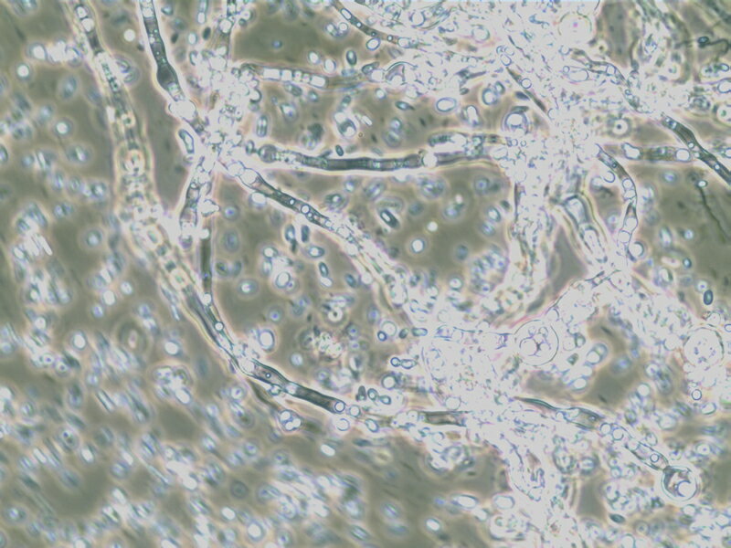 ���������ݡ��������ܱ� 10L