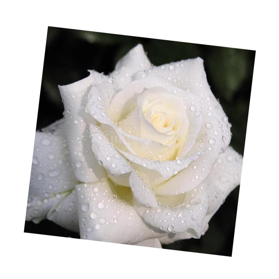 diy 5dダイヤモンドクリスタル刺繍クロスステッチ白バラ30x30cm