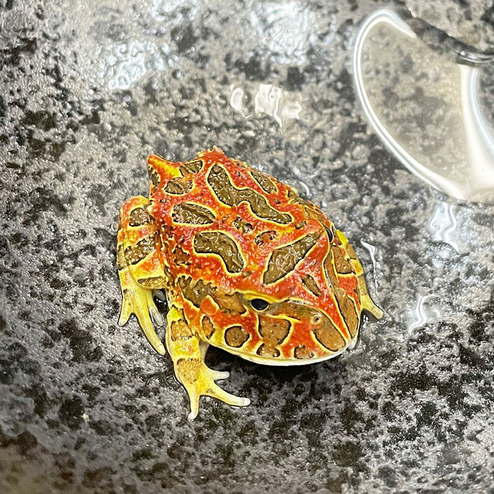 (両生類)ベルツノガエル スーパーレッド（約3-5cm）（1匹）カエル