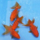 琉金 素赤 3匹 金魚 Sサイズ 約3cm〜