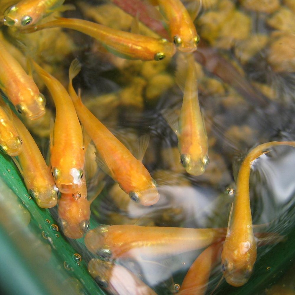 ヒメダカ 50匹 メダカ めだか 川魚 生体 川魚 餌 販売