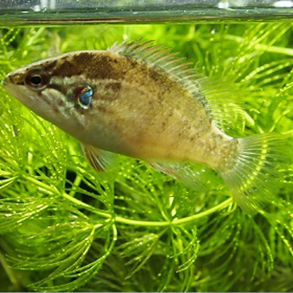 オヤニラミ 1匹 Sサイズ 約3cm〜5cm 川魚