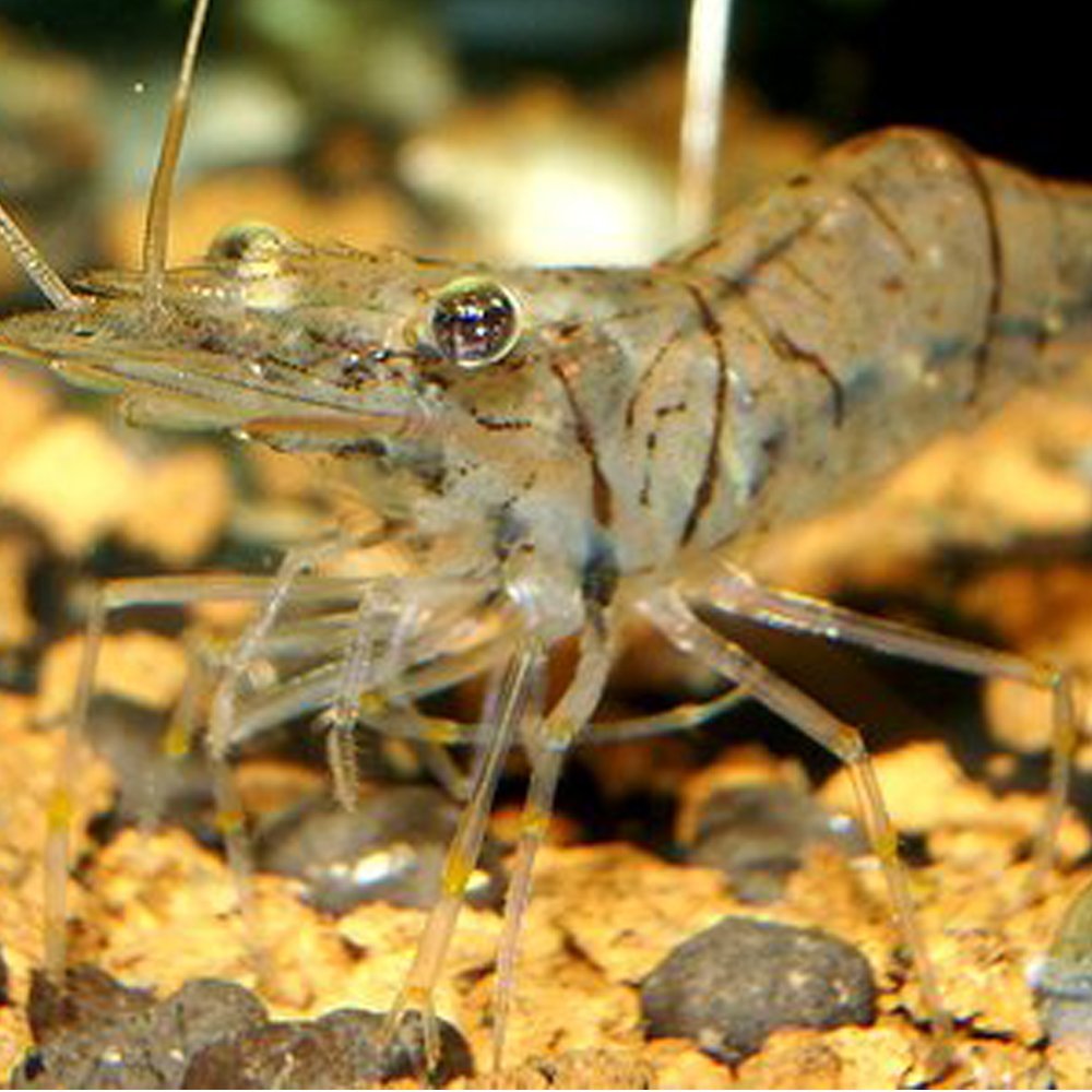 エムワイSHOP アクアのスジエビ20匹 エビ 飼育用・餌用にも！ 川魚｜アングル2
