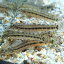 スジシマドジョウ（10匹）（S～M）3cm～5cm前後/どじょう 淡水魚 川魚 川魚