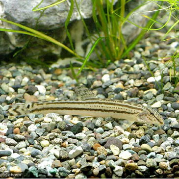 スジシマドジョウ(5匹)4cm〜5cm前後/どじょう 淡水魚 川魚 川魚 【2点以上7000円以上ご購入で送料無料】