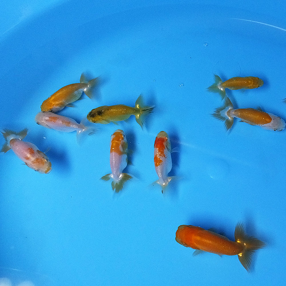 【国産】当歳 らんちゅうMIX S 3匹 約4〜6cm前後 ランチュウ 金魚 きんぎょ キンギ...