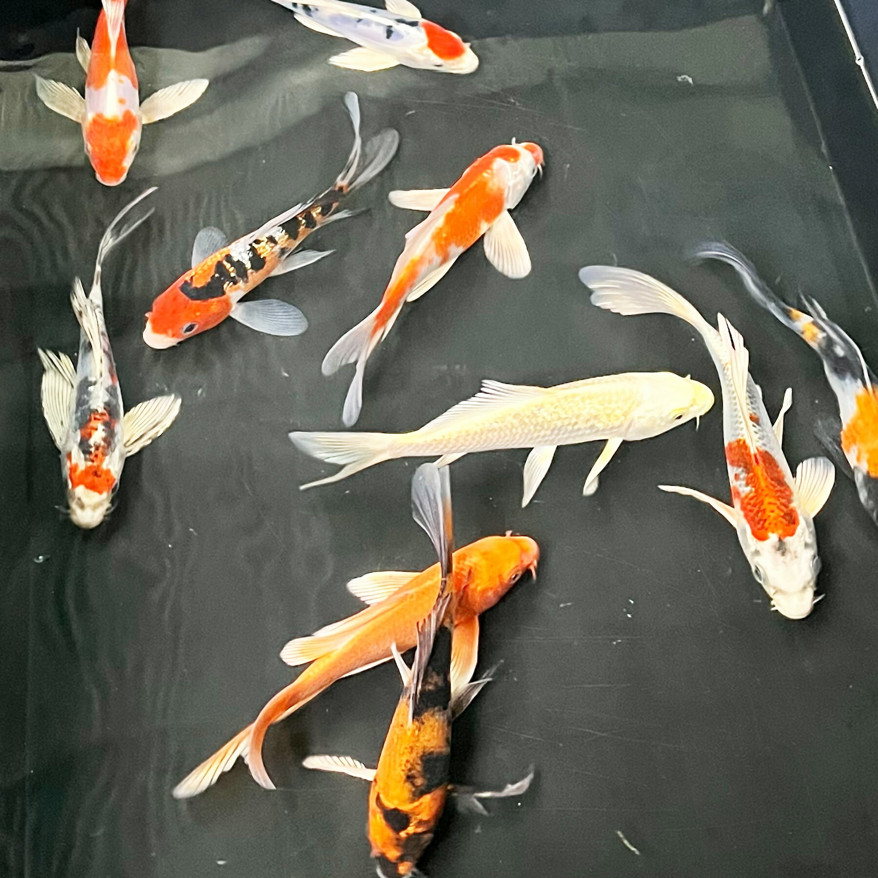 錦鯉 特選 ヒレナガニシキゴイ （1匹）Mサイズ　14cm〜17cm 新潟県産　ヒレ長　ニシキゴイ 鯉 色鯉　前