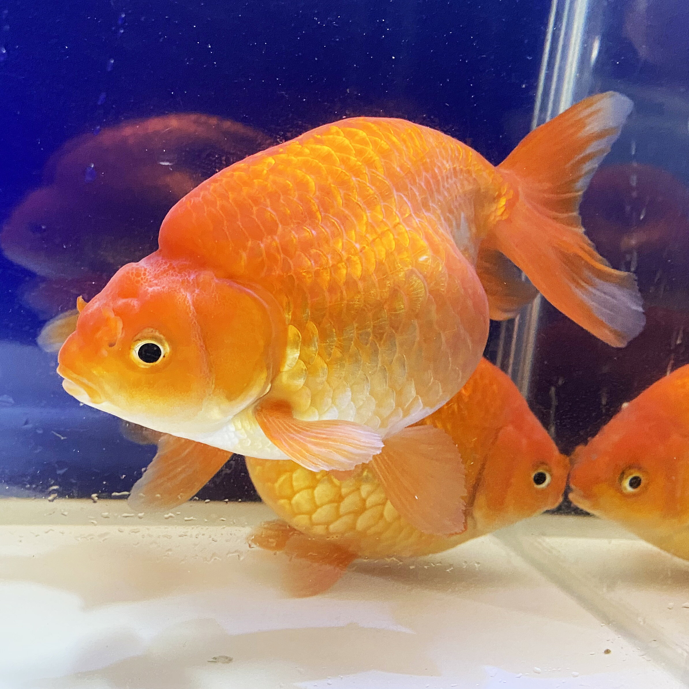 楽天市場】南京 金魚の通販