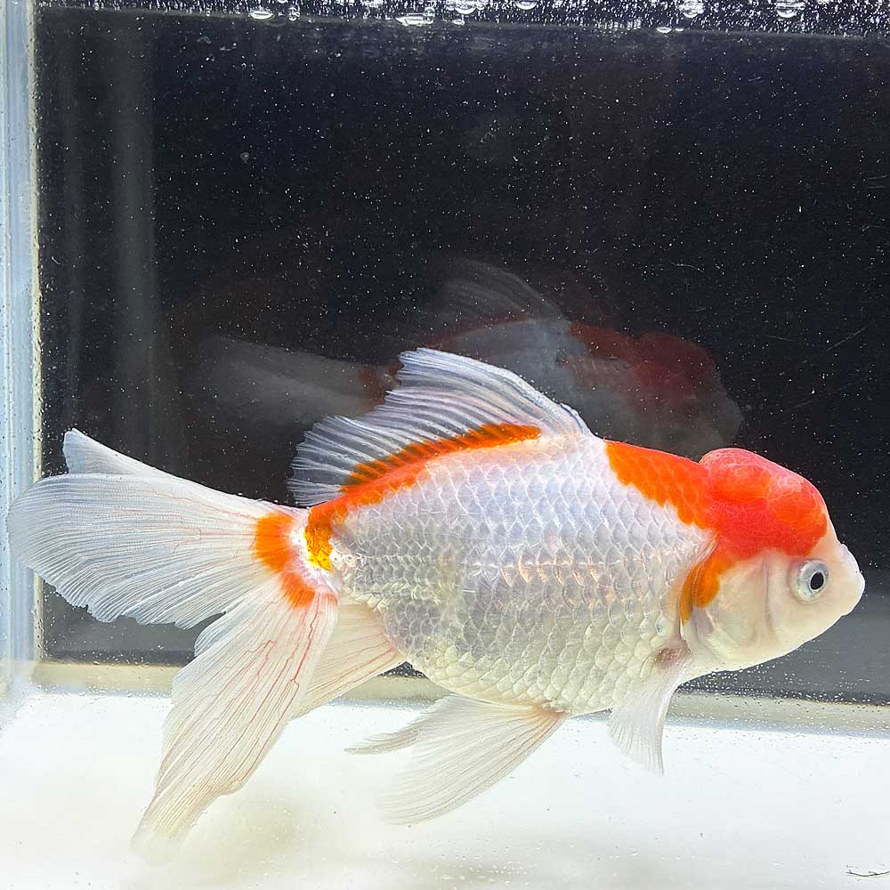 【 送料無料 】 国産 金魚 更紗ジャンボオランダ 一点物 17cm前後 （004）オランダ獅子頭 オランダ [ きんぎょ キンギョ 生体 ]