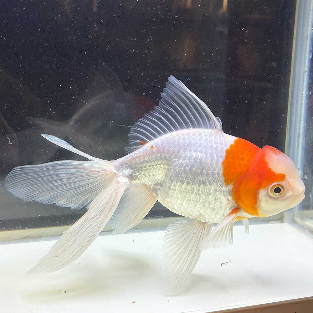 【 送料無料 】 国産 金魚 更紗ジャンボオランダ 一点物 17cm前後 （008）オランダ獅子頭 オランダ [ きんぎょ キンギョ 生体 ]