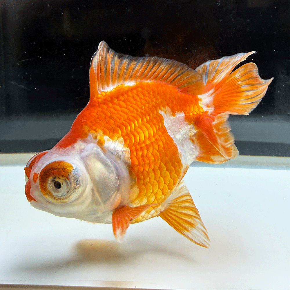 マイセン MEISSEN デメキン 出目金 金魚 フィギュリン 置物 オリジナル 楽天市場】デメキン金魚の通販