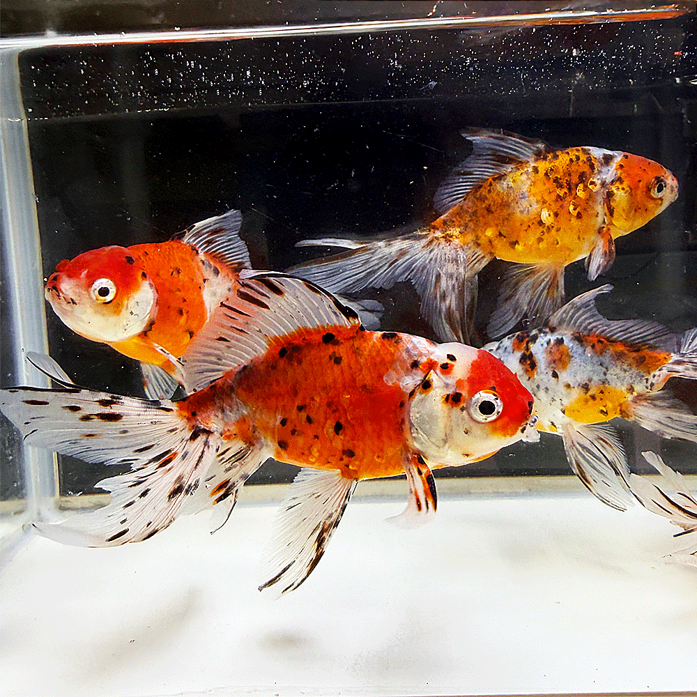 水槽　おしゃれ　生体　熱帯魚　らんちゅう貴族　ランチュウ　餌　薬琉金　オランダ獅子頭 飼育セット　卵　水草　ダルマメダカ　稚魚水槽セット　出目金　金魚　更紗　素赤　キャリコ　パンダ朱文金　浜錦　頂点眼　ピンポンパール　国産　産卵　養魚　養殖丹頂　紅白　昭和三色　大正三色　送料無料　ミナミヌマエビタナゴ　カネヒラ　飼育ケース　東錦　小赤　100匹　オヤニラミ和金　淡水魚　アクアリウム　流木　レイアウト用品　セット　オプジェペット　ペットグッズ　めだか鉢　物語　みゆき（幹之）ブリストルドブガイ　イシガイ　モロコ　二枚貝　東天光　楊貴妃　小川ブラックブラックパンダ　雲竜　宇野系　錦鯉　鯉　コイ　砂利　ろ過材ろ過器　ロカボーイs　ロカボーイ　GEX　活性炭　フィルターお得　楊30商品詳細【名称】ジャンボ東錦※画像は参考個体です。予めご注意ください。（画像の中からランダムでお選びします）【サイズ】12〜15cm前後 【生体数】1匹【商品説明】大型で迫力ある「ジャンボオランダ獅子頭」と、華やかなキャリコ柄が美しい「東錦」の交配から生まれた品種です。ダイナミックに成長するガッチリとした骨太な体型と、赤・黒・浅葱（あさぎ）色が織りなす美しい色彩をお楽しみいただけます。※個体サイズや模様、雌雄の指定についてはお受け致しかねますのでご了承下さい。 ※死着の場合は到着後24時間以内にメールかお電話にてご連絡ください。（※半滅以上での対応となります） ※開封されますと死着補償の対象外になりますので、必ず開封前に袋の中をご確認願います。開封前の死着画像を送信いただき、確認後対応させて頂きます。▼注意事項※生体の為保管中に問題発生しましたら数日お待ち頂く場合も御座いますので予めご了解下さい。※生体を受け入れる前に少なくとも一日は水を汲み置きしてカルキ抜き等を施し、エアレーションなどで水を落ち着かせて下さい。※急激な水温変化は生体に悪影響が有りますのでご注意下さい。※到着した生体を直ぐに水槽に入れる様な事はせずに、ビニール袋に入れたまま水槽に一時間程浮かべ両方の水温を合わせてから放してください。※生体の場合取り置きは保管場所に苦慮しますのでお受けしていません。※状態の良い個体を優先して出荷しておりますが、スレや傷のある個体が混入する場合もございます。※モニターの環境により多少色が異なります。