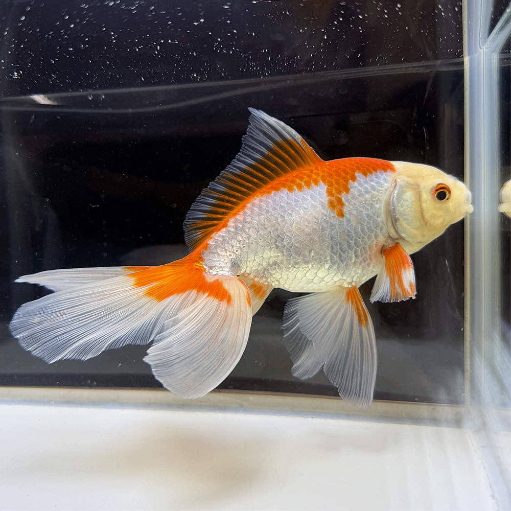 【 送料無料 】 国産 金魚 更紗ジャンボオランダ 一点物 18cm前後 （OR-06）オランダ獅子頭 オランダ きんぎょ キンギョ 生体