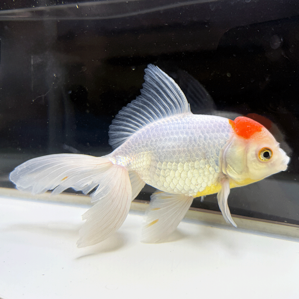 【 送料無料 】 国産 金魚 ジャンボオランダ 一点物 16cm前後 （OR-07）オランダ獅子頭 オランダ きんぎょ キンギョ 生体