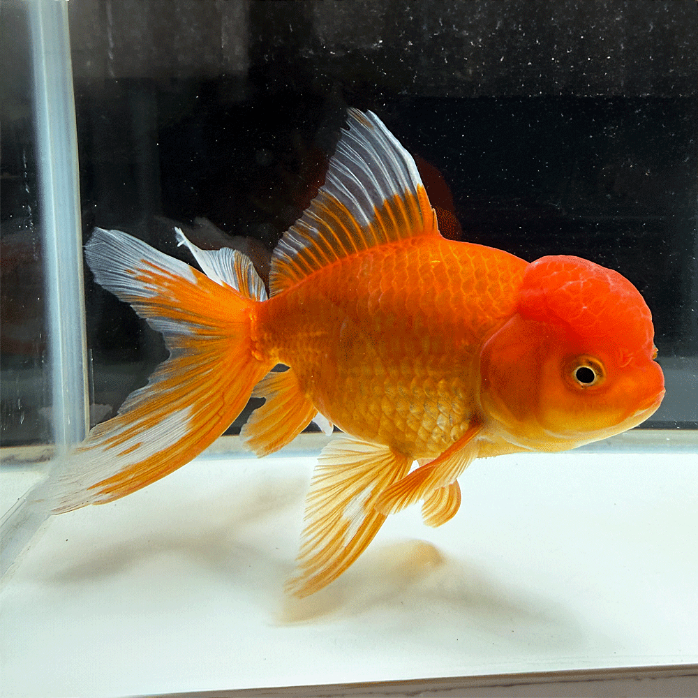 金魚 期間限定値下げ ジャンボオランダ 5匹 このサイズで激安 金魚 メダカ 錦鯉 水槽 ビオトープ 水草 楽天市場】金魚 ジャンボの通販
