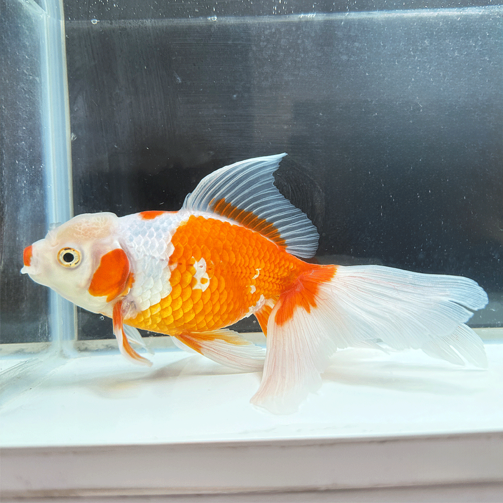 Goldfishes - 【 送料無料 】 国産 ジャンボオランダ 一点物 19cm前後 （OR-15）オランダ獅子頭 オランダ [ きんぎょ キンギョ 生体