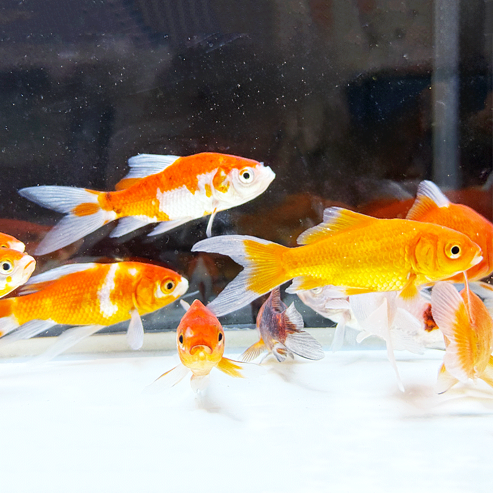 乐天商城 - 【 国産 】コメットMix S 3匹 6〜10cm前後 [ 金魚 きんぎょ キンギョ 生体 ]