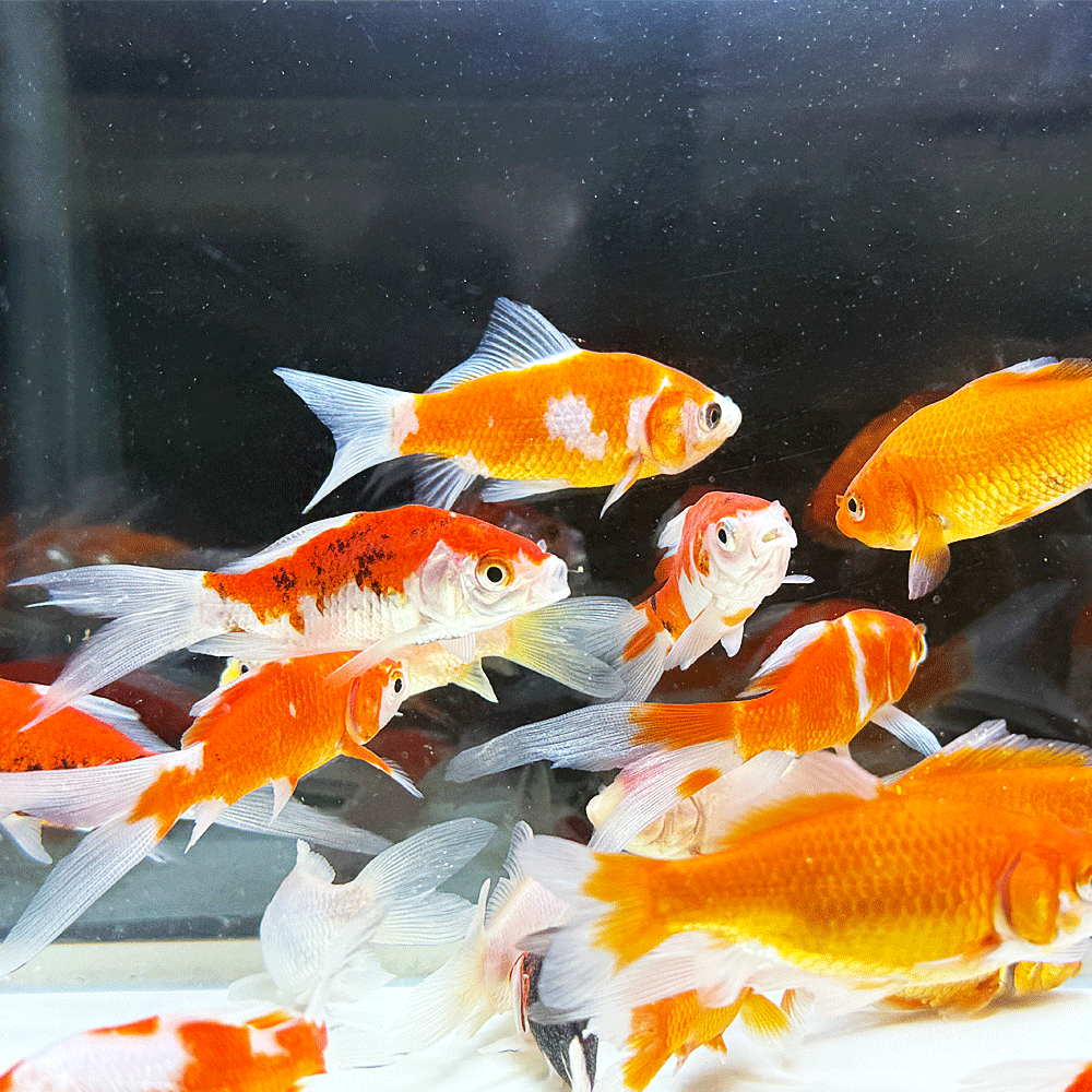 Rakuten - 【 国産 】コメットMix S 5匹 6〜10cm前後 [ 金魚 きんぎょ キンギョ 生体 ]