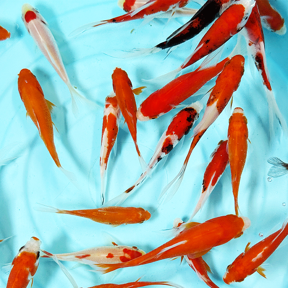 【 国産 】コメットMix S 10匹 6〜10cm前後 [ 金魚 きんぎょ キンギョ 生体 ]