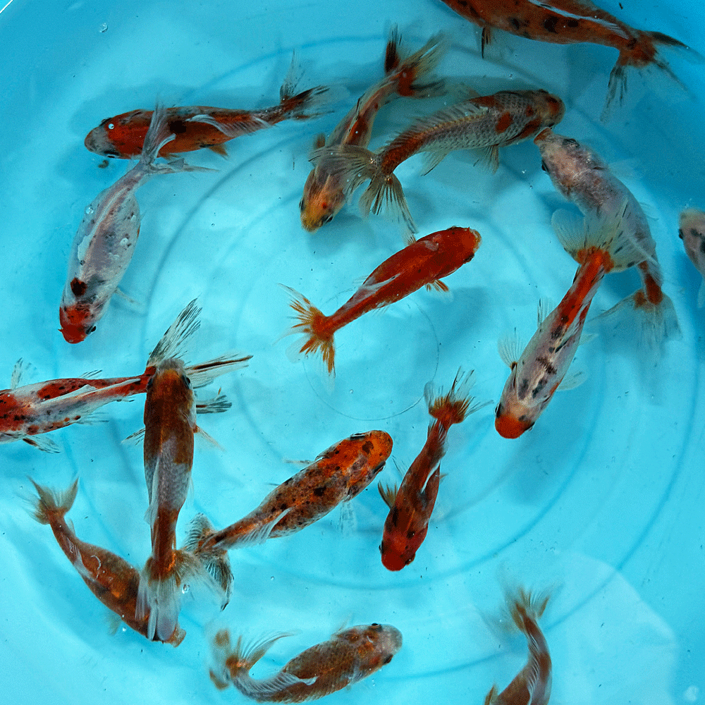 Rakuten - 【国産】キャリコ三尾和金 M 3匹 約7〜11cm前後 三ツ尾 三つ尾 和金 金魚