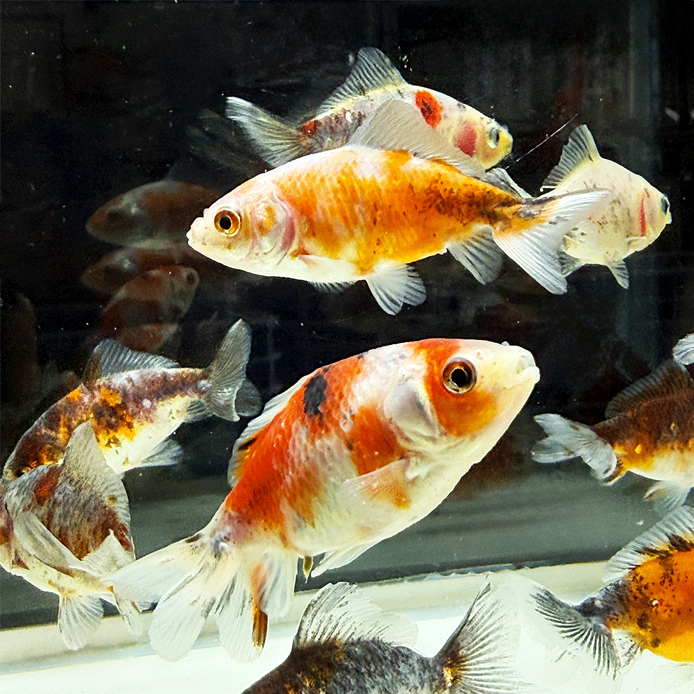 樂天商城 - 【国産】キャリコ三尾和金 S 3匹 約5〜7cm前後 三ツ尾 三つ尾 和金 金魚