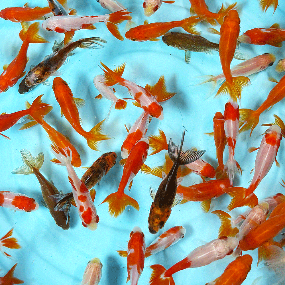 ��� �������¶�MIX (1ɤ) SS ��3cm��6cm���� ̵���� �¶� ������ [ ���� �� ���󤮤� ���󥮥� ��� ���� ]