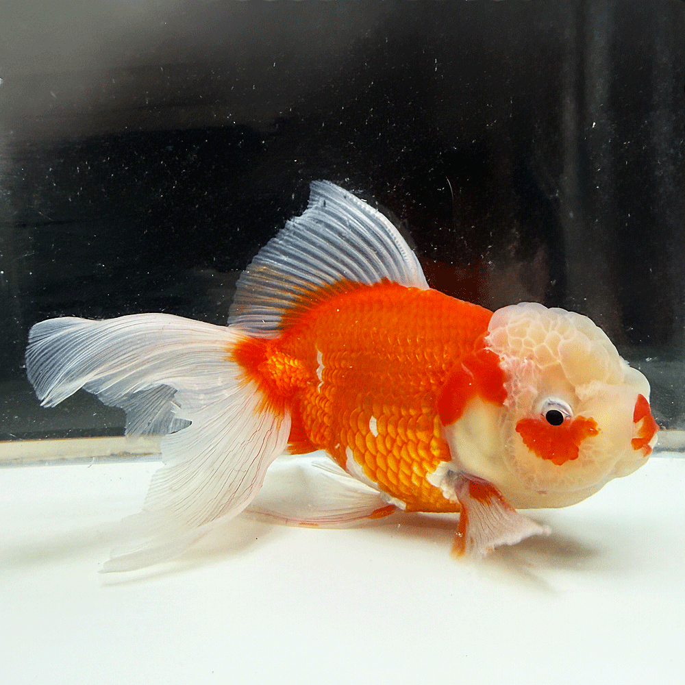 Goldfishes - 【 送料無料 】 国産 オランダ 獅子頭 一点物 15cm前後 （OR-21）オランダ獅子頭 オランダ [ きんぎょ キンギョ 生体)］