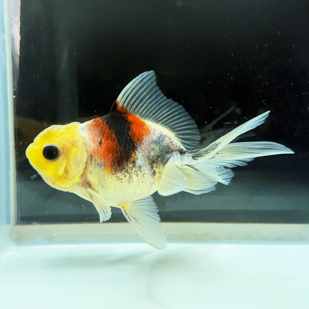 Yahoo!オークション - 「ジャンボオランダ」金魚 (魚類、水生生物 