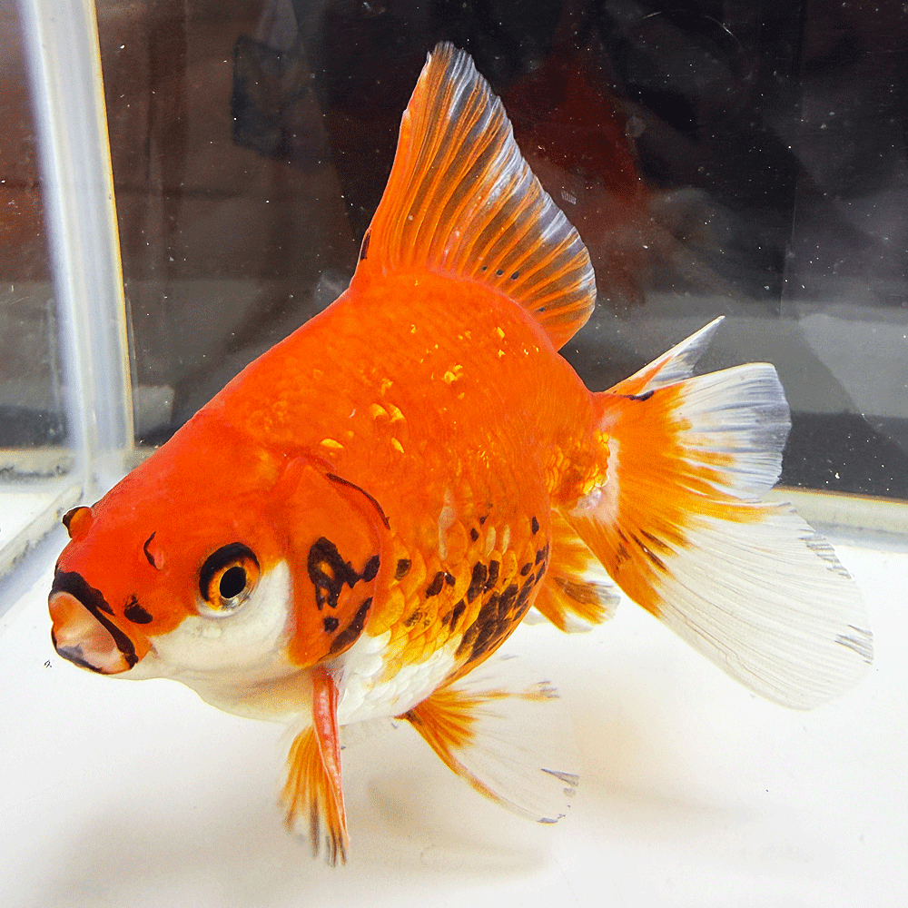 Goldfishes - 【国産】琉金 1点物 約13cm前後 1匹 （RY-10） 金魚