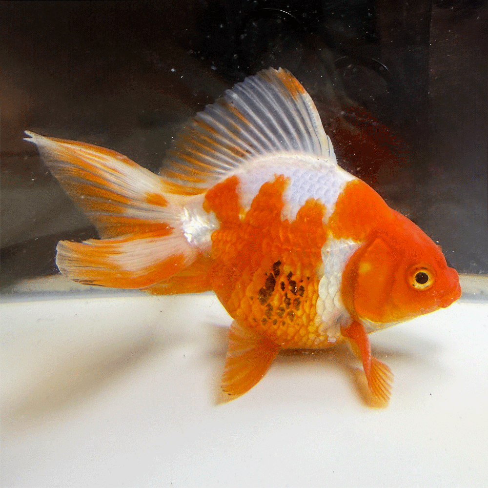 樂天商城 - 【国産】琉金 1点物 約13cm前後 1匹 （RY-12） 金魚