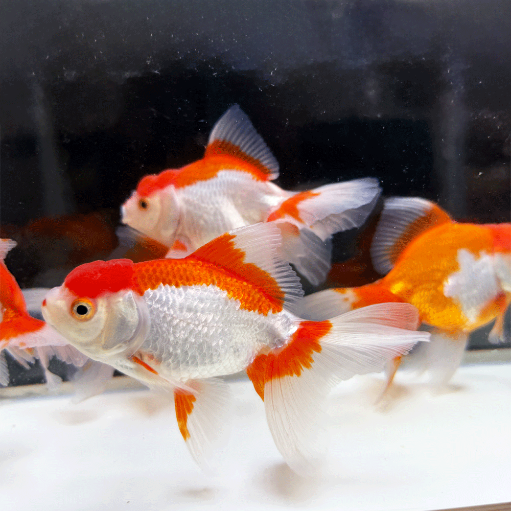 水槽　おしゃれ　生体　熱帯魚　らんちゅう貴族　ランチュウ　餌　薬琉金　オランダ獅子頭 飼育セット　卵　水草　ダルマメダカ　稚魚水槽セット　出目金　金魚　更紗　素赤　キャリコ　パンダ朱文金　浜錦　頂点眼　ピンポンパール　国産　産卵　養魚　養殖丹頂　紅白　昭和三色　大正三色　送料無料　ミナミヌマエビタナゴ　カネヒラ　飼育ケース　東錦　小赤　100匹　オヤニラミ和金　淡水魚　アクアリウム　流木　レイアウト用品　セット　オプジェペット　ペットグッズ　めだか鉢　物語　みゆき（幹之）ブリストルドブガイ　イシガイ　モロコ　二枚貝　東天光　楊貴妃　小川ブラックブラックパンダ　雲竜　宇野系　錦鯉　鯉　コイ　砂利　ろ過材ろ過器　ロカボーイs　ロカボーイ　GEX　活性炭　フィルターお得　楊30商品詳細【名称】更紗オランダ獅子頭※画像は参考個体です。（多少の黒い模様が入った個体も入る場合があります）【サイズ】L 9〜12cm前後【生体数】3匹【死着補償分】無し頭部に肉瘤が発達した琉金の突然変異個体を選別・固定化した品種。頭の発達した肉瘤が獅子の頭を彷彿とさせたことから、「オランダ獅子頭」と命名された。背ビレがあって、肉瘤があり、伸長した開き尾を持つことが特徴。※個体サイズや模様、雌雄の指定についてはお受け致しかねますのでご了承下さい。 ※死着の場合は到着後24時間以内にメールかお電話にてご連絡ください。 ※開封されますと死着補償の対象外になりますので、必ず開封前に袋の中をご確認願います。開封前の死着画像を送信いただき、確認後対応させて頂きます。▼注意事項※生体の為保管中に問題発生しましたら数日お待ち頂く場合も御座いますので予めご了解下さい。※生体を受け入れる前に少なくとも一日は水を汲み置きしてカルキ抜き等を施し、エアレーションなどで水を落ち着かせて下さい。※急激な水温変化は生体に悪影響が有りますのでご注意下さい。※到着した生体を直ぐに水槽に入れる様な事はせずに、ビニール袋に入れたまま水槽に一時間程浮かべ両方の水温を合わせてから放してください。※生体の場合取り置きは保管場所に苦慮しますのでお受けしていません。※状態の良い個体を優先して出荷しておりますが、スレや傷のある個体が混入する場合もございます。※モニターの環境により多少色が異なります。