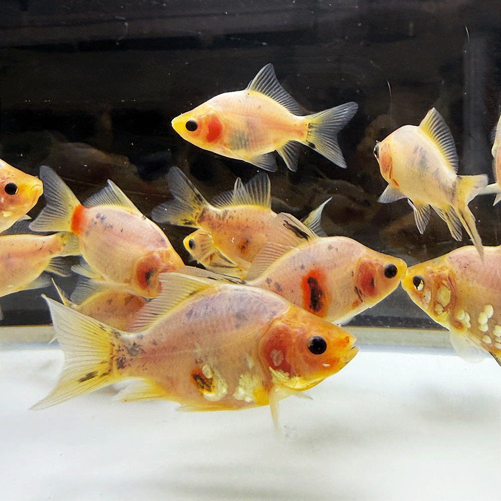 楽天市場】金魚 玉の通販
