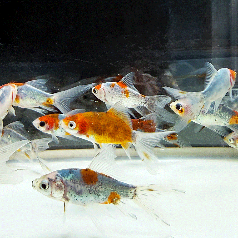 水槽　おしゃれ　生体　熱帯魚　らんちゅう貴族　ランチュウ　餌　薬琉金　オランダ獅子頭 飼育セット　卵　水草　ダルマメダカ　稚魚水槽セット　出目金　金魚　更紗　素赤　キャリコ　パンダ朱文金　浜錦　頂点眼　ピンポンパール　国産　産卵　養魚　養殖丹頂　紅白　昭和三色　大正三色　送料無料　ミナミヌマエビタナゴ　カネヒラ　飼育ケース　東錦　小赤　100匹　オヤニラミ和金　淡水魚　アクアリウム　流木　レイアウト用品　セット　オプジェペット　ペットグッズ　めだか鉢　物語　みゆき（幹之）ブリストルドブガイ　イシガイ　モロコ　二枚貝　東天光　楊貴妃　小川ブラックブラックパンダ　雲竜　宇野系　錦鯉　鯉　コイ　砂利　ろ過材ろ過器　ロカボーイs　ロカボーイ　GEX　活性炭　フィルターお得　楊30商品詳細【名称】朱文金（国産） ※画像は参考個体です。予めご注意ください。（画像によく似た個体になります）【サイズ】S 5～7cm前後※生体のサイズは全長で表記しています。（全長とは金魚の口から尻尾の先までの寸法です）【生体数】5匹【死着補償分】無し日本で三色出目金と和金を交配して作られた、歴史ある日本固有の品種です。吹き流し尾をなびかせて機敏に泳ぐその姿は非常に優雅です。和金型の丈夫な体型と、赤・白・青・黒が織りなす「キャリコ（三色）」模様の深みのある色合いが最大の特徴です。非常に丈夫で飼いやすく、大きく育つため、成長と共に色の変化や迫力も楽しめる個体です。※個体サイズや模様、雌雄の指定についてはお受け致しかねますのでご了承下さい。※死着補償は半滅以上での対応となります。 ※到着後24時間以内にメールかお電話にてご連絡ください。※開封されますと死着補償の対象外になりますので、必ず開封前に袋の中をご確認願います。※開封前の死着画像を送信いただき、確認後対応させて頂きます。▼注意事項※生体の為保管中に問題発生しましたら数日お待ち頂く場合も御座いますので予めご了解下さい。※生体を受け入れる前に少なくとも一日は水を汲み置きしてカルキ抜き等を施し、エアレーションなどで水を落ち着かせて下さい。※急激な水温変化は生体に悪影響が有りますのでご注意下さい。※到着した生体を直ぐに水槽に入れる様な事はせずに、ビニール袋に入れたまま水槽に一時間程浮かべ両方の水温を合わせてから放してください。※状態の良い個体を優先して出荷しておりますが、スレや傷のある個体が混入する場合もございます。※モニターの環境により多少色が異なります。※選別して発送はしておりませんので、入荷状況・在庫状況で模様や種類がかたよることもございます。ご理解の上ご注文をお願いいたします。