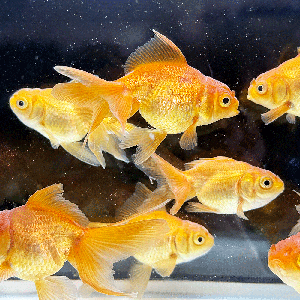 乐天商城 - 【国産】茶金 M 1匹 約6〜9cm 金魚　チャキン