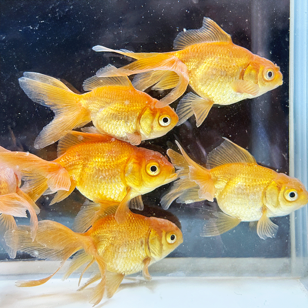 乐天商城 - 【国産】茶金 M 3匹 約6〜9cm前後 金魚　チャキン