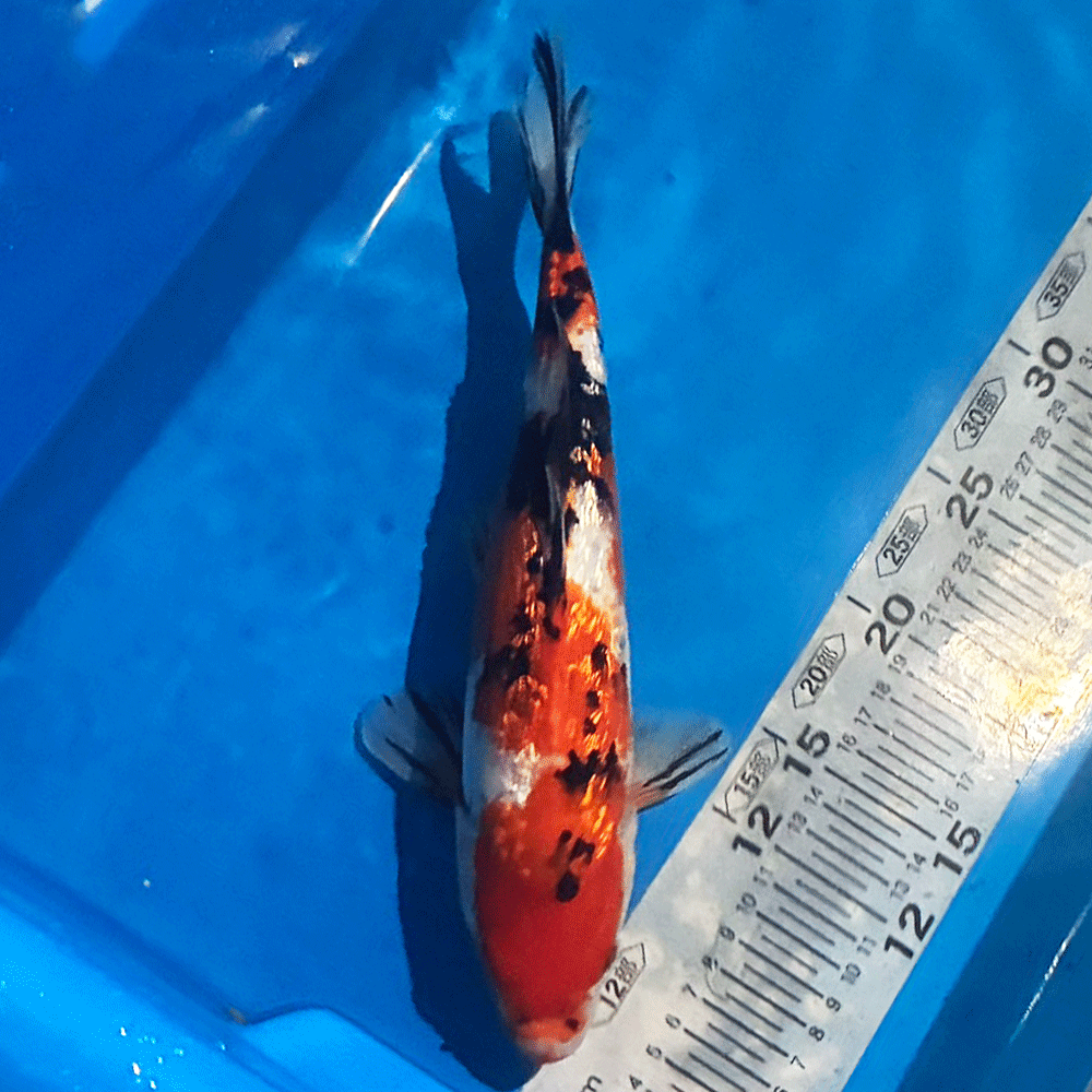楽天市場】東錦（種（観賞魚）鯉・錦鯉）の通販