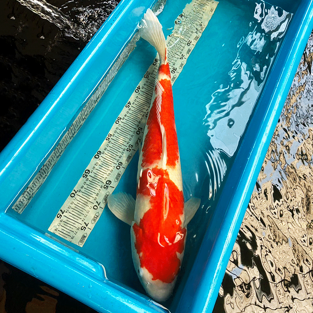 楽天市場】錦鯉生体 紅白の通販