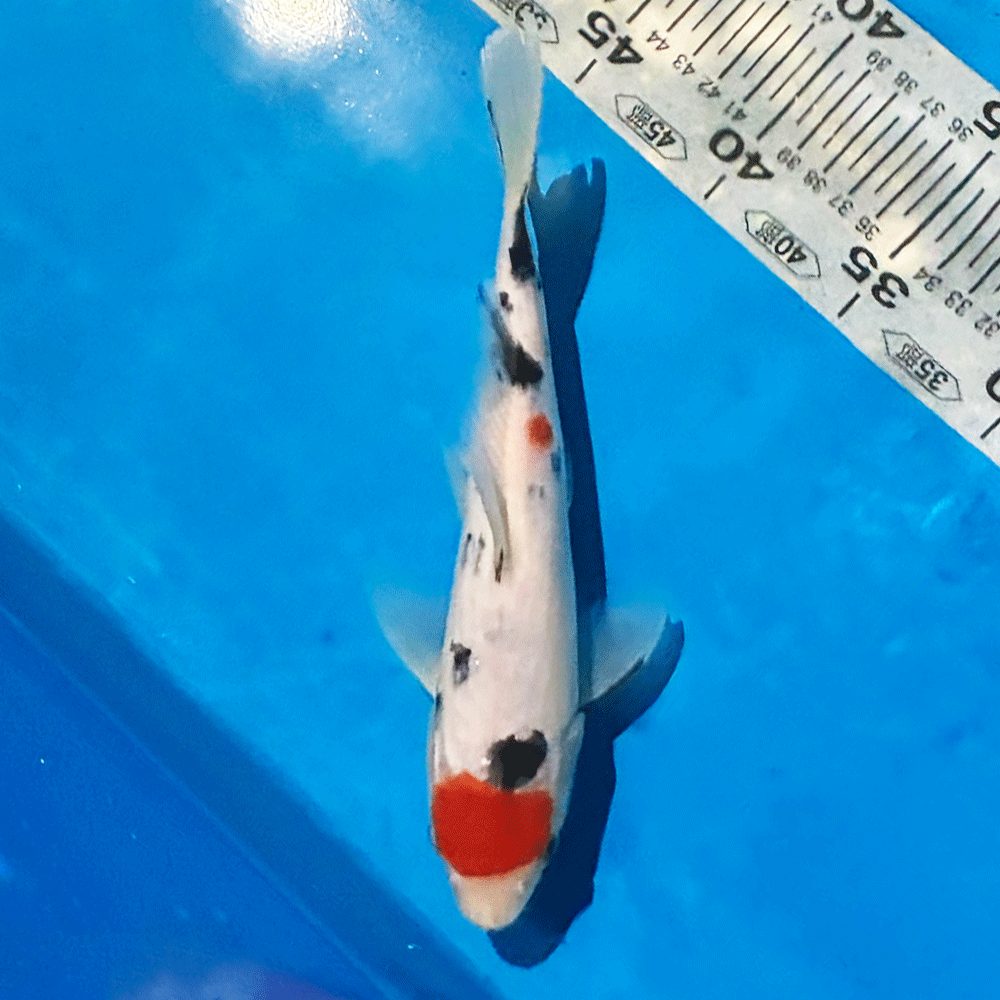 錦鯉 丹頂三色 25cm前後 一点物【K-104】色 鯉 コイ 色鯉 生体