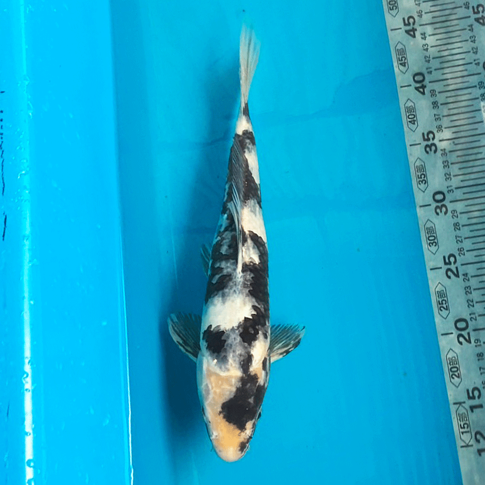 錦鯉 白写り 35cm前後 一点物【K-115】色 鯉 コイ 色鯉 生体
