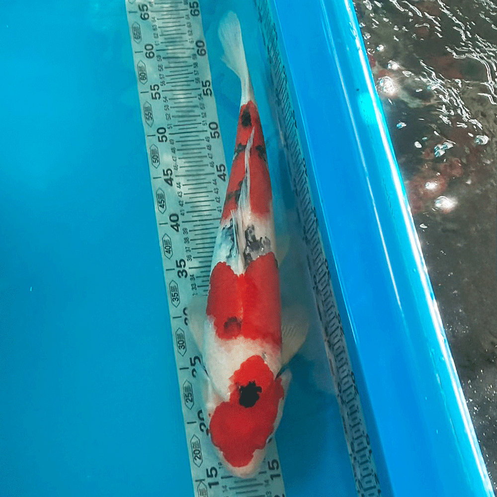 錦鯉 大正三色 46cm前後 一点物【K-117】色 鯉 コイ 色鯉 生体