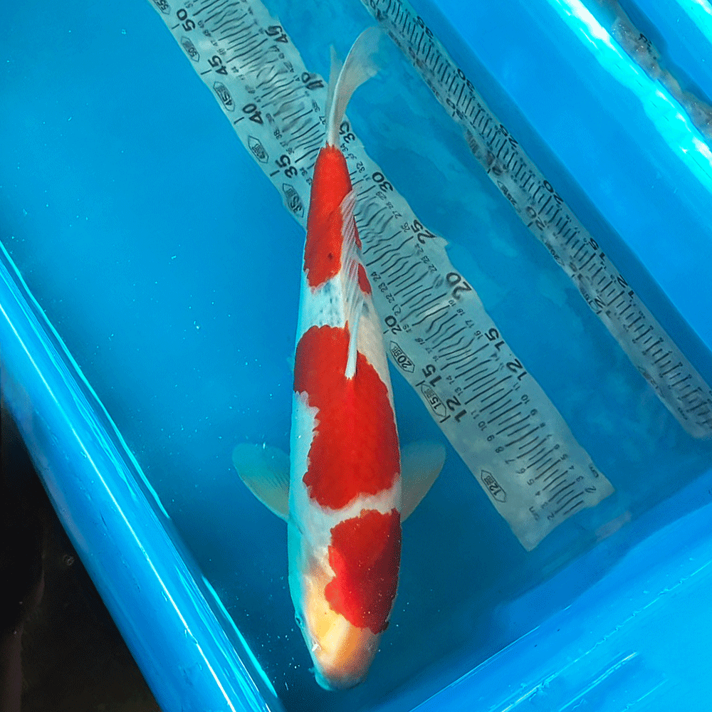 紅白 大正三色 昭和三色 丹頂 白写り 緋写り 浅黄 赤松葉 秋水 藍衣 葡萄衣 九紋竜 紅九紋竜 茶鯉 空鯉 山吹黄金 プラチナ ダイヤプラチナ 銀鱗茶鯉 銀鱗空鯉 銀鱗紅白 銀鱗昭和三色 銀鱗大正三色　銀鱗白写り 孔雀黄金 銀松葉 金昭和 ドイツ紅白 ドイツ三色 ドイツ昭和 平成錦 菊水 べっ甲 写りもの 衣 五色 光り無地 ドイツ孔雀 　水槽　おしゃれ　生体　熱帯魚　らんちゅう貴族　ランチュウ　餌　薬琉金　オランダ獅子頭 飼育セット　卵　水草　ダルマメダカ　稚魚水槽セット　出目金　金魚　更紗　素赤　キャリコ　パンダ朱文金　浜錦　頂点眼　ピンポンパール　国産　産卵　養魚　養殖丹頂　紅白　昭和三色　大正三色　送料無料　ミナミヌマエビタナゴ　カネヒラ　飼育ケース　東錦　小赤　100匹　オヤニラミ和金　淡水魚　アクアリウム　流木　レイアウト用品　セット　オプジェペット　ペットグッズ　めだか鉢　物語　みゆき（幹之）ブリストルドブガイ　イシガイ　モロコ　二枚貝　東天光　楊貴妃　小川ブラックブラックパンダ　雲竜　宇野系　錦鯉　鯉　コイ　砂利　ろ過材ろ過器　ロカボーイs　ロカボーイ　GEX　活性炭　フィルターお得　楊30商品詳細【名称】錦鯉 大正三色【サイズ】約47cm前後（2026/8月 時点）【生体数】1匹 ※到着後24時間以内にメールかお電話にてご連絡ください。※開封されますと死着補償の対象外になりますので、必ず開封前に袋の中をご確認願います。※開封前の死着画像を送信いただき、確認後対応させて頂きます。【送料】送料無料※沖縄・離島は別途お見積もりになります。※店頭でも販売しているため、入れ違いで売り切れとなる場合がございます。その際は誠に勝手ながらキャンセルとさせていただきますので、あらかじめご了承ください。▼注意事項※生体の為保管中に問題発生しましたら数日お待ち頂く場合も御座いますので予めご了解下さい。※生体を受け入れる前に少なくとも一日は水を汲み置きしてカルキ抜き等を施し、エアレーションなどで水を落ち着かせて下さい。※急激な水温変化は生体に悪影響が有りますのでご注意下さい。※到着した生体を直ぐに水槽に入れる様な事はせずに、ビニール袋に入れたまま水槽に一時間程浮かべ両方の水温を合わせてから放してください。※状態の良い個体を優先して出荷しておりますが、スレや傷のある個体が混入する場合もございます。※モニターの環境により多少色が異なります。※1点物ですので、生体に問題がありましたら、数日お待ち頂くか又はキャンセルさせて頂く場合が御座います。