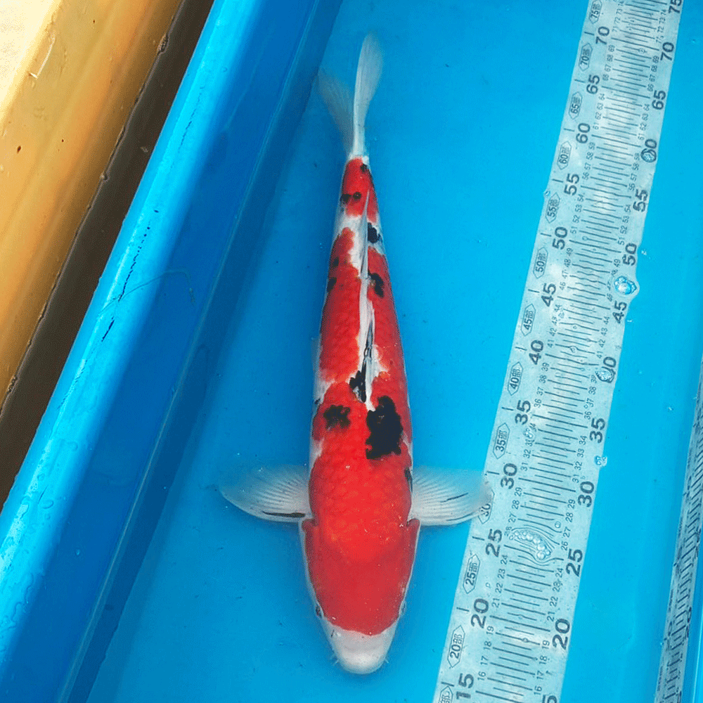 錦鯉 大正三色 48cm前後 一点物 広島県産【K-162】色 鯉 コイ 色鯉 生体