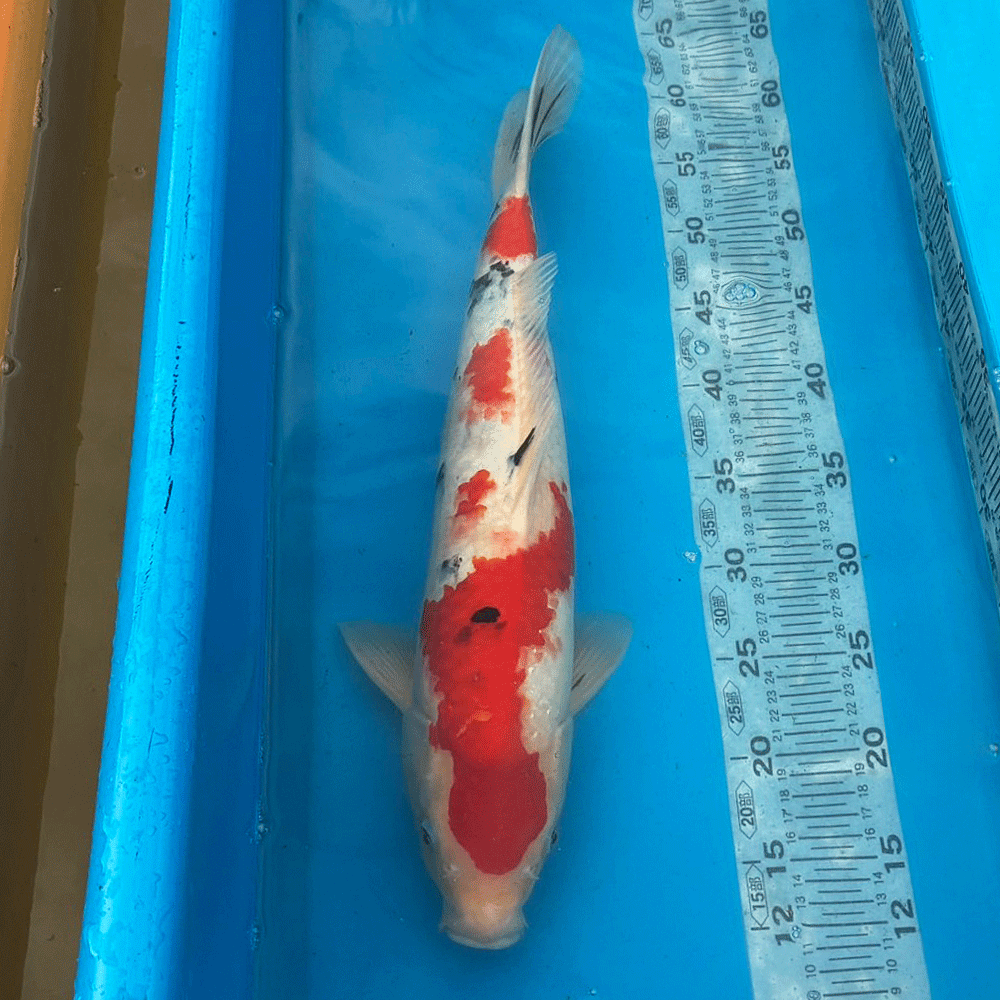錦鯉 大正三色 47cm前後 一点物 広島県産【K-164】色 鯉 コイ 色鯉 生体