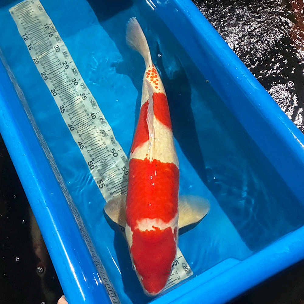 紅白 大正三色 昭和三色 丹頂 白写り 緋写り 浅黄 赤松葉 秋水 藍衣 葡萄衣 九紋竜 紅九紋竜 茶鯉 空鯉 山吹黄金 プラチナ ダイヤプラチナ 銀鱗茶鯉 銀鱗空鯉 銀鱗紅白 銀鱗昭和三色 銀鱗大正三色　銀鱗白写り 孔雀黄金 銀松葉 金昭和 ドイツ紅白 ドイツ三色 ドイツ昭和 平成錦 菊水 べっ甲 写りもの 衣 五色 光り無地 ドイツ孔雀 　水槽　おしゃれ　生体　熱帯魚　らんちゅう貴族　ランチュウ　餌　薬琉金　オランダ獅子頭 飼育セット　卵　水草　ダルマメダカ　稚魚水槽セット　出目金　金魚　更紗　素赤　キャリコ　パンダ朱文金　浜錦　頂点眼　ピンポンパール　国産　産卵　養魚　養殖丹頂　紅白　昭和三色　大正三色　送料無料　ミナミヌマエビタナゴ　カネヒラ　飼育ケース　東錦　小赤　100匹　オヤニラミ和金　淡水魚　アクアリウム　流木　レイアウト用品　セット　オプジェペット　ペットグッズ　めだか鉢　物語　みゆき（幹之）ブリストルドブガイ　イシガイ　モロコ　二枚貝　東天光　楊貴妃　小川ブラックブラックパンダ　雲竜　宇野系　錦鯉　鯉　コイ　砂利　ろ過材ろ過器　ロカボーイs　ロカボーイ　GEX　活性炭　フィルターお得　楊30商品詳細【名称】錦鯉 紅白【サイズ】約57cm前後（2026/9月 時点）【生体数】1匹 ※到着後24時間以内にメールかお電話にてご連絡ください。※開封されますと死着補償の対象外になりますので、必ず開封前に袋の中をご確認願います。※開封前の死着画像を送信いただき、確認後対応させて頂きます。【送料】送料無料※沖縄・離島は別途お見積もりになります。※店頭でも販売しているため、入れ違いで売り切れとなる場合がございます。その際は誠に勝手ながらキャンセルとさせていただきますので、あらかじめご了承ください。▼注意事項※生体の為保管中に問題発生しましたら数日お待ち頂く場合も御座いますので予めご了解下さい。※生体を受け入れる前に少なくとも一日は水を汲み置きしてカルキ抜き等を施し、エアレーションなどで水を落ち着かせて下さい。※急激な水温変化は生体に悪影響が有りますのでご注意下さい。※到着した生体を直ぐに水槽に入れる様な事はせずに、ビニール袋に入れたまま水槽に一時間程浮かべ両方の水温を合わせてから放してください。※状態の良い個体を優先して出荷しておりますが、スレや傷のある個体が混入する場合もございます。※モニターの環境により多少色が異なります。※1点物ですので、生体に問題がありましたら、数日お待ち頂くか又はキャンセルさせて頂く場合が御座います。