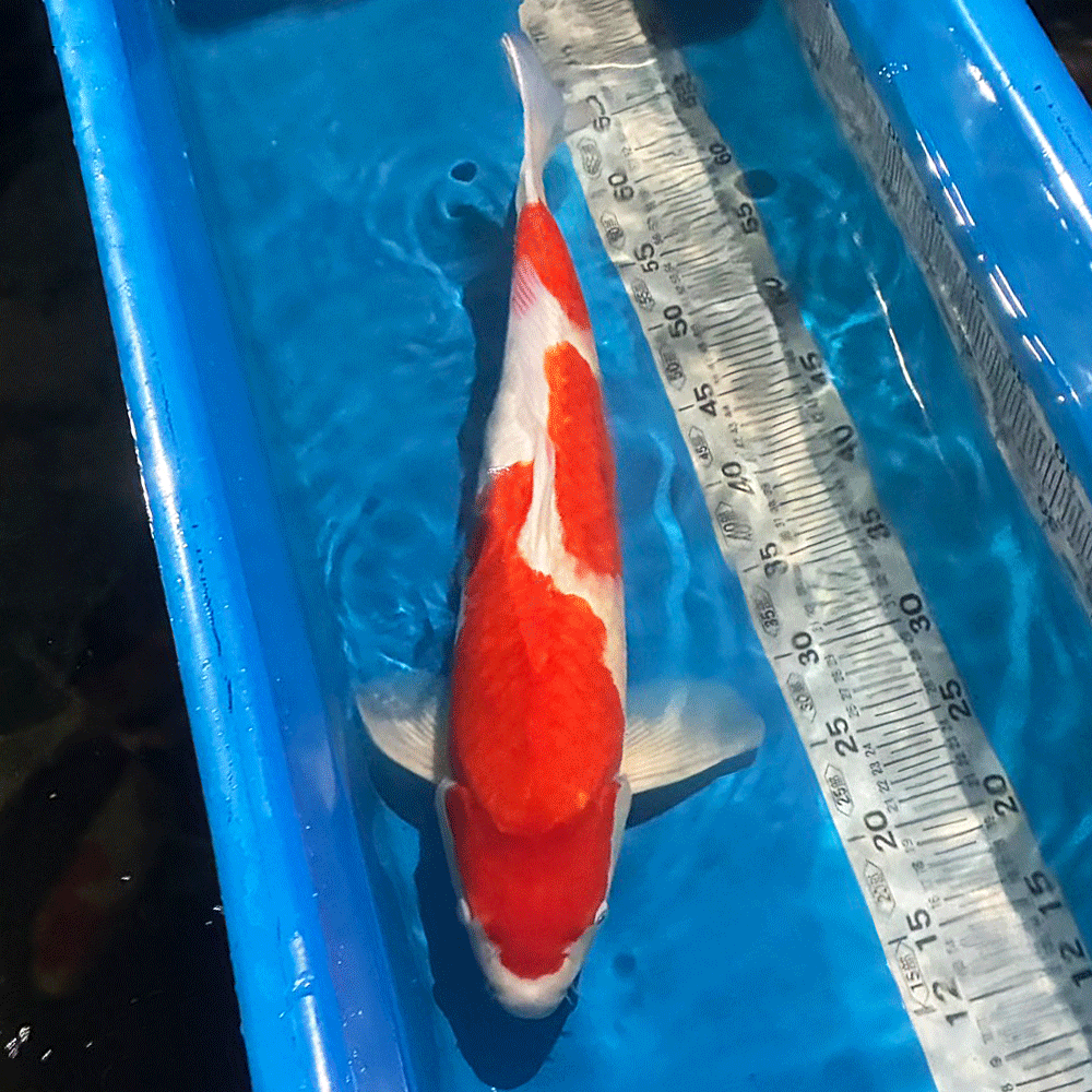 紅白 大正三色 昭和三色 丹頂 白写り 緋写り 浅黄 赤松葉 秋水 藍衣 葡萄衣 九紋竜 紅九紋竜 茶鯉 空鯉 山吹黄金 プラチナ ダイヤプラチナ 銀鱗茶鯉 銀鱗空鯉 銀鱗紅白 銀鱗昭和三色 銀鱗大正三色　銀鱗白写り 孔雀黄金 銀松葉 金昭和 ドイツ紅白 ドイツ三色 ドイツ昭和 平成錦 菊水 べっ甲 写りもの 衣 五色 光り無地 ドイツ孔雀 　水槽　おしゃれ　生体　熱帯魚　らんちゅう貴族　ランチュウ　餌　薬琉金　オランダ獅子頭 飼育セット　卵　水草　ダルマメダカ　稚魚水槽セット　出目金　金魚　更紗　素赤　キャリコ　パンダ朱文金　浜錦　頂点眼　ピンポンパール　国産　産卵　養魚　養殖丹頂　紅白　昭和三色　大正三色　送料無料　ミナミヌマエビタナゴ　カネヒラ　飼育ケース　東錦　小赤　100匹　オヤニラミ和金　淡水魚　アクアリウム　流木　レイアウト用品　セット　オプジェペット　ペットグッズ　めだか鉢　物語　みゆき（幹之）ブリストルドブガイ　イシガイ　モロコ　二枚貝　東天光　楊貴妃　小川ブラックブラックパンダ　雲竜　宇野系　錦鯉　鯉　コイ　砂利　ろ過材ろ過器　ロカボーイs　ロカボーイ　GEX　活性炭　フィルターお得　楊30商品詳細【名称】錦鯉 紅白【サイズ】約50cm前後（2026/9月 時点）【生体数】1匹 ※到着後24時間以内にメールかお電話にてご連絡ください。※開封されますと死着補償の対象外になりますので、必ず開封前に袋の中をご確認願います。※開封前の死着画像を送信いただき、確認後対応させて頂きます。【送料】送料無料※沖縄・離島は別途お見積もりになります。※店頭でも販売しているため、入れ違いで売り切れとなる場合がございます。その際は誠に勝手ながらキャンセルとさせていただきますので、あらかじめご了承ください。▼注意事項※生体の為保管中に問題発生しましたら数日お待ち頂く場合も御座いますので予めご了解下さい。※生体を受け入れる前に少なくとも一日は水を汲み置きしてカルキ抜き等を施し、エアレーションなどで水を落ち着かせて下さい。※急激な水温変化は生体に悪影響が有りますのでご注意下さい。※到着した生体を直ぐに水槽に入れる様な事はせずに、ビニール袋に入れたまま水槽に一時間程浮かべ両方の水温を合わせてから放してください。※状態の良い個体を優先して出荷しておりますが、スレや傷のある個体が混入する場合もございます。※モニターの環境により多少色が異なります。※1点物ですので、生体に問題がありましたら、数日お待ち頂くか又はキャンセルさせて頂く場合が御座います。