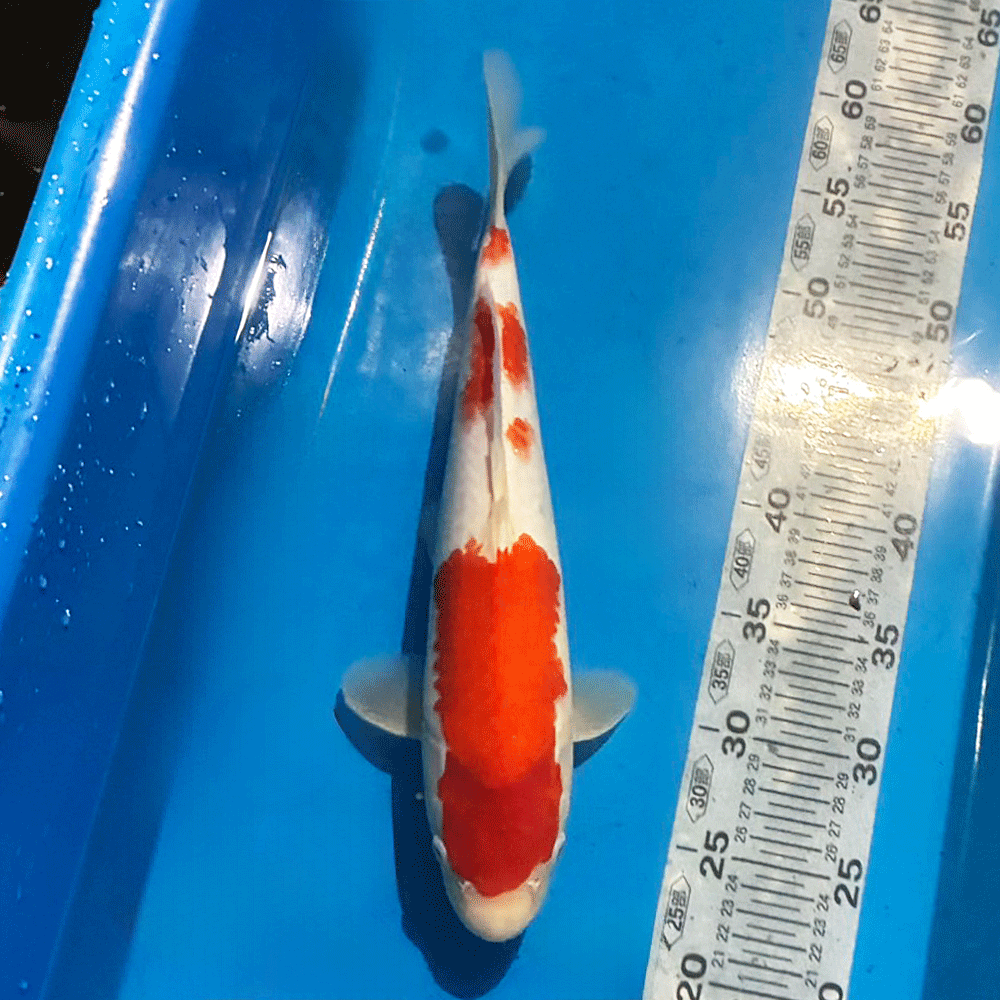 紅白 大正三色 昭和三色 丹頂 白写り 緋写り 浅黄 赤松葉 秋水 藍衣 葡萄衣 九紋竜 紅九紋竜 茶鯉 空鯉 山吹黄金 プラチナ ダイヤプラチナ 銀鱗茶鯉 銀鱗空鯉 銀鱗紅白 銀鱗昭和三色 銀鱗大正三色　銀鱗白写り 孔雀黄金 銀松葉 金昭和 ドイツ紅白 ドイツ三色 ドイツ昭和 平成錦 菊水 べっ甲 写りもの 衣 五色 光り無地 ドイツ孔雀 　水槽　おしゃれ　生体　熱帯魚　らんちゅう貴族　ランチュウ　餌　薬琉金　オランダ獅子頭 飼育セット　卵　水草　ダルマメダカ　稚魚水槽セット　出目金　金魚　更紗　素赤　キャリコ　パンダ朱文金　浜錦　頂点眼　ピンポンパール　国産　産卵　養魚　養殖丹頂　紅白　昭和三色　大正三色　送料無料　ミナミヌマエビタナゴ　カネヒラ　飼育ケース　東錦　小赤　100匹　オヤニラミ和金　淡水魚　アクアリウム　流木　レイアウト用品　セット　オプジェペット　ペットグッズ　めだか鉢　物語　みゆき（幹之）ブリストルドブガイ　イシガイ　モロコ　二枚貝　東天光　楊貴妃　小川ブラックブラックパンダ　雲竜　宇野系　錦鯉　鯉　コイ　砂利　ろ過材ろ過器　ロカボーイs　ロカボーイ　GEX　活性炭　フィルターお得　楊30商品詳細【名称】錦鯉 紅白【サイズ】約38cm前後（2026/10月 時点）【生体数】1匹 ※到着後24時間以内にメールかお電話にてご連絡ください。※開封されますと死着補償の対象外になりますので、必ず開封前に袋の中をご確認願います。※開封前の死着画像を送信いただき、確認後対応させて頂きます。【送料】送料無料※沖縄・離島は別途お見積もりになります。※店頭でも販売しているため、入れ違いで売り切れとなる場合がございます。その際は誠に勝手ながらキャンセルとさせていただきますので、あらかじめご了承ください。▼注意事項※生体の為保管中に問題発生しましたら数日お待ち頂く場合も御座いますので予めご了解下さい。※生体を受け入れる前に少なくとも一日は水を汲み置きしてカルキ抜き等を施し、エアレーションなどで水を落ち着かせて下さい。※急激な水温変化は生体に悪影響が有りますのでご注意下さい。※到着した生体を直ぐに水槽に入れる様な事はせずに、ビニール袋に入れたまま水槽に一時間程浮かべ両方の水温を合わせてから放してください。※状態の良い個体を優先して出荷しておりますが、スレや傷のある個体が混入する場合もございます。※モニターの環境により多少色が異なります。※1点物ですので、生体に問題がありましたら、数日お待ち頂くか又はキャンセルさせて頂く場合が御座います。