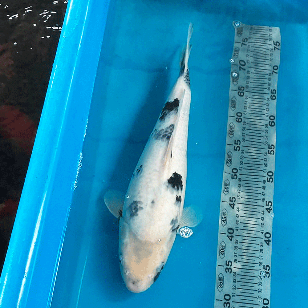 Rakuten - 錦鯉 白写り 44cm前後 一点物【K-011】色 鯉 コイ 色鯉 生体
